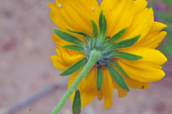 Golden Crownbeard bracts or phyllaries surrounding the floral heads are mostly linear as shown here; fruit is a thinly hairy cypsela with a bristly pappus. Verbesina encelioides